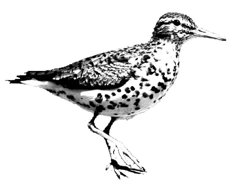 The Spotted Sandpiper